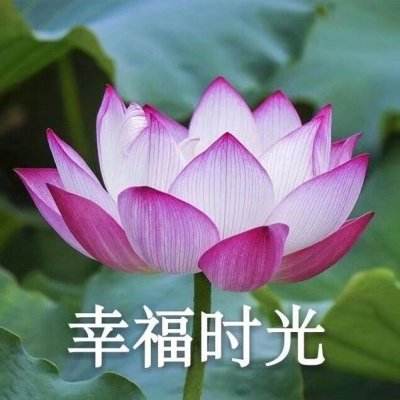 达猫小分队单机版下载